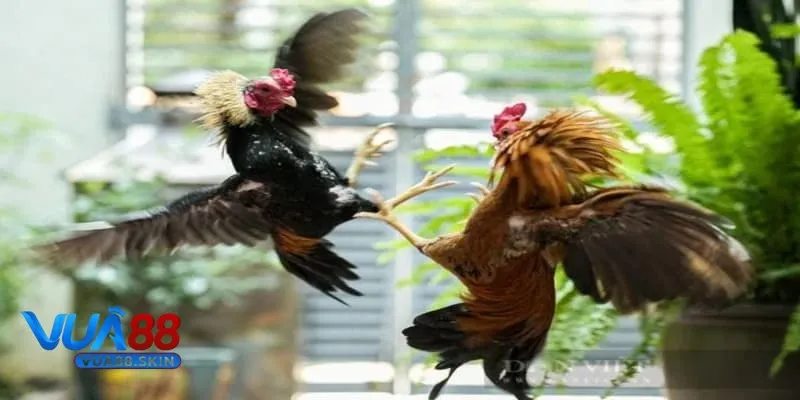 Đá gà VUA88 Đá gà VUA88