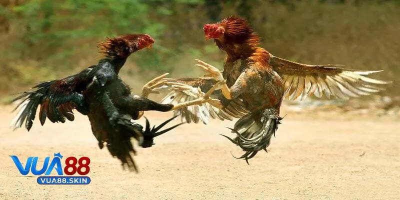 Đá gà VUA88 Đá gà VUA88